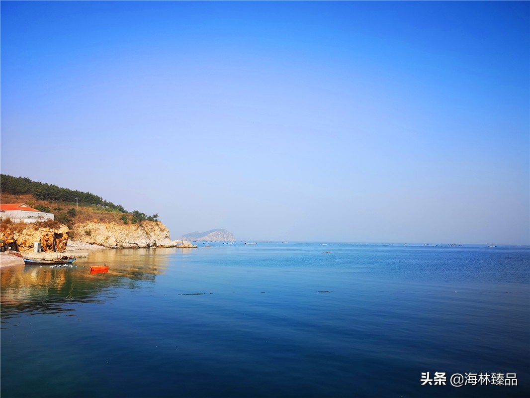 野生海参探店,野生海参采捕视频大全