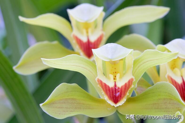 微距摄影拍摄技巧有哪些,微距镜头摄影怎么拍好看