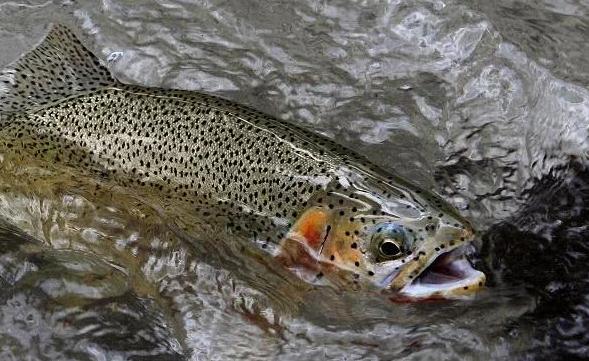 最贵的6种“顶级食材”，家里有矿才吃过，网友：只能远观