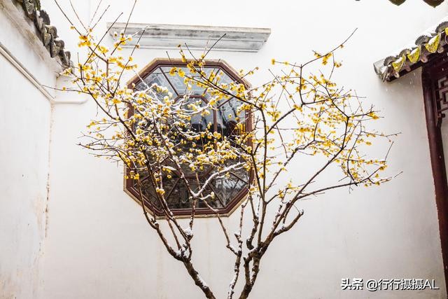 苏州园林狮子林附近,苏州园林之狮子林赏析