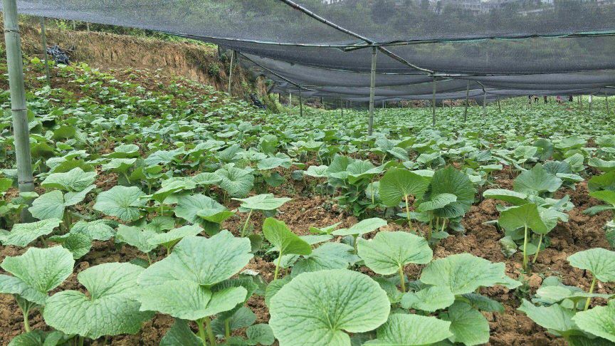 芥末菜种植时间和方法,野生芥末菜种植