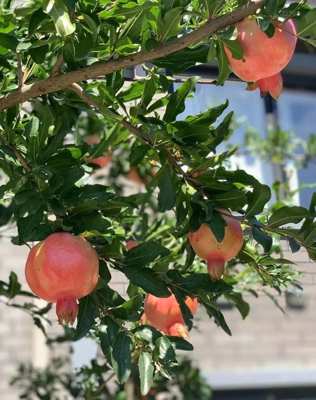 缃戝弸鍒嗕韩鍖椾含璧忚姳鎸囧崡,鍖椾含璧忚姳鎸囧崡