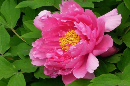 中国十大名贵花卉,昂贵花卉品种介绍