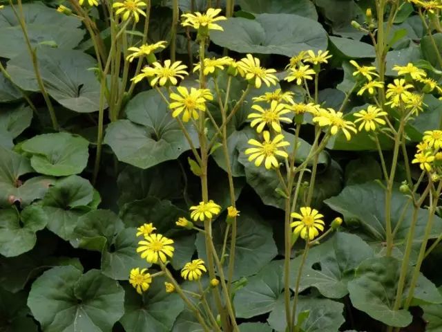 农村常见野花野草,这些野菜农村随处见