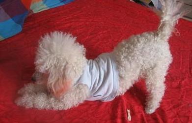 为什么泰迪尾巴老是向下弯,为什么泰迪屁股有个骨头