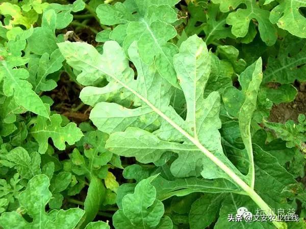 西瓜病虫害防治方法,盆栽西瓜怎么预防虫害