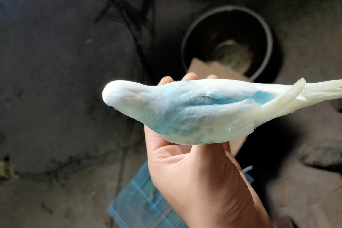 虎皮鹦鹉一共几种颜色,虎皮鹦鹉哪个品种最聪明