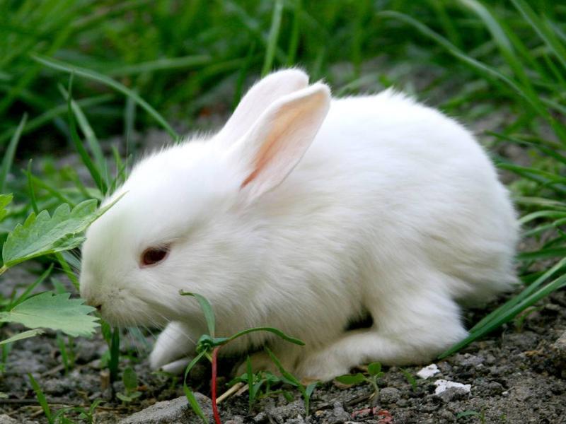 兔子为什么不可以喝水和洗澡,兔子不能喝水的原理