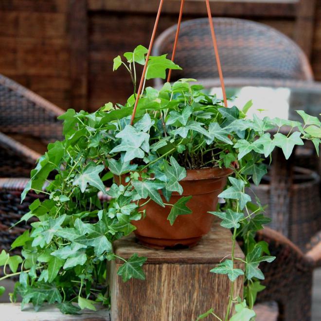 适合放在楼梯角落的植物,适合摆客厅角落的大型植物