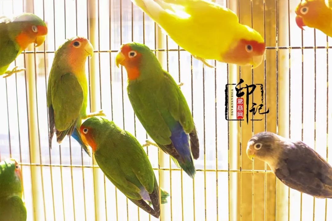 商丘花鸟批发基地,商丘花鸟市场地址