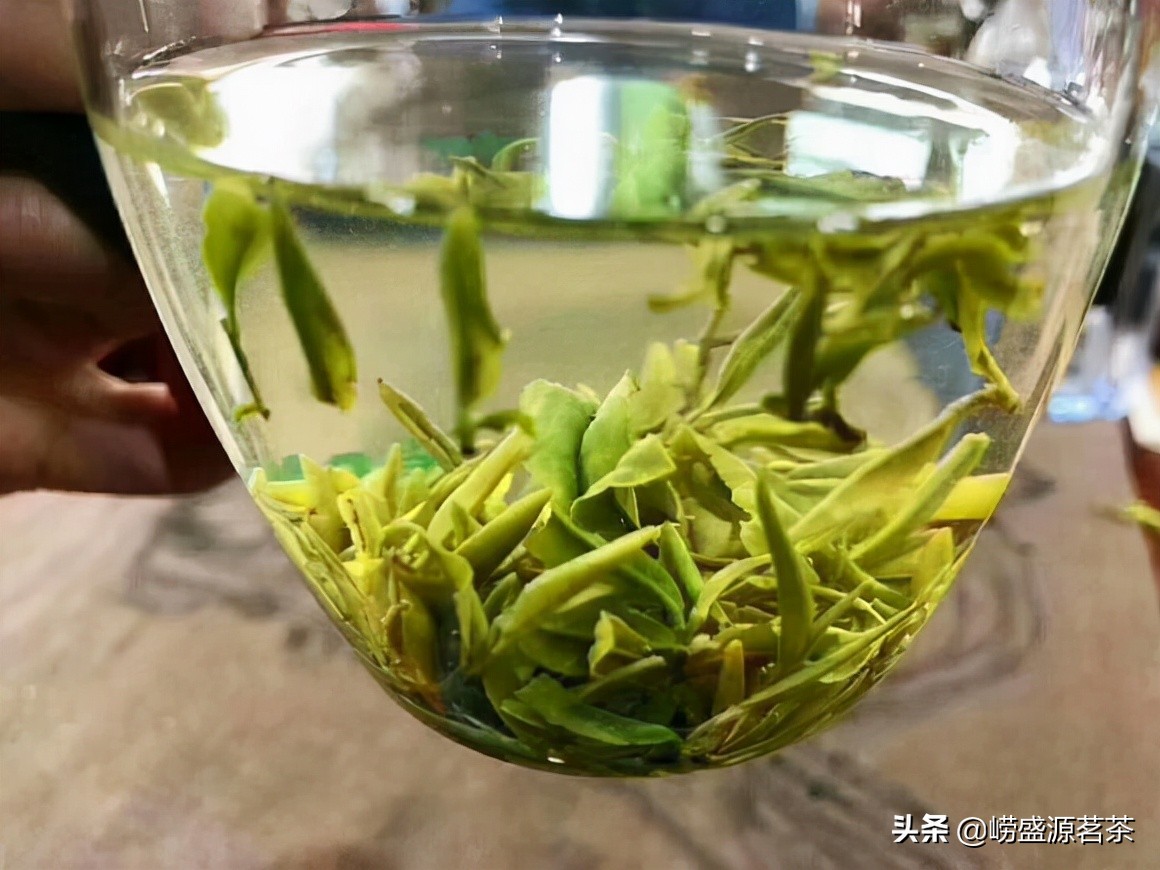优质崂山绿茶特点,最好的崂山绿茶推荐品种