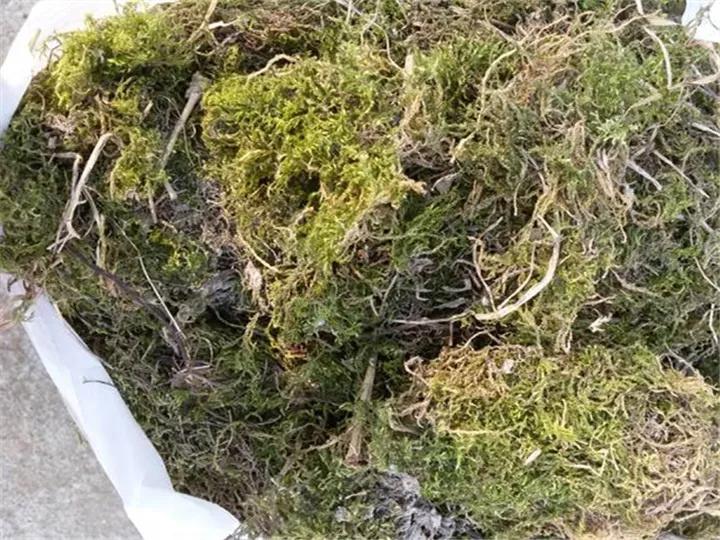 养花最好的颗粒土,碎砖养花的正确方法