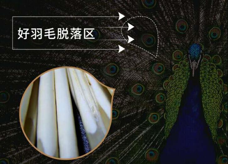 孔雀羽浮漂有十几块的,真正的孔雀羽浮漂