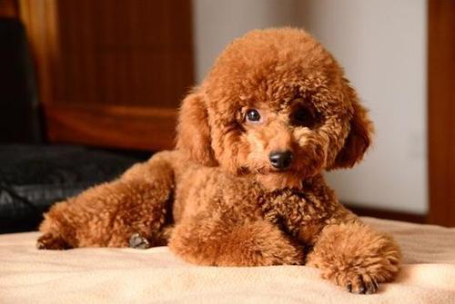 有哪些非常护家的宠物犬,十大最可爱的陪伴犬