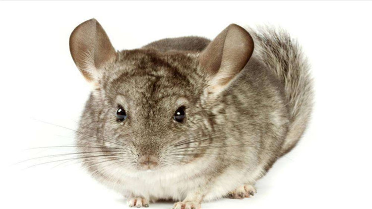 怎么才能让仓鼠停止咬笼子,怎样不让仓鼠招虫子