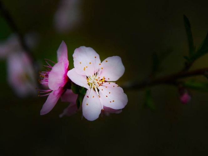 【诗词鉴赏】春风十里桃花灼灼我在诗词的世界里等你！