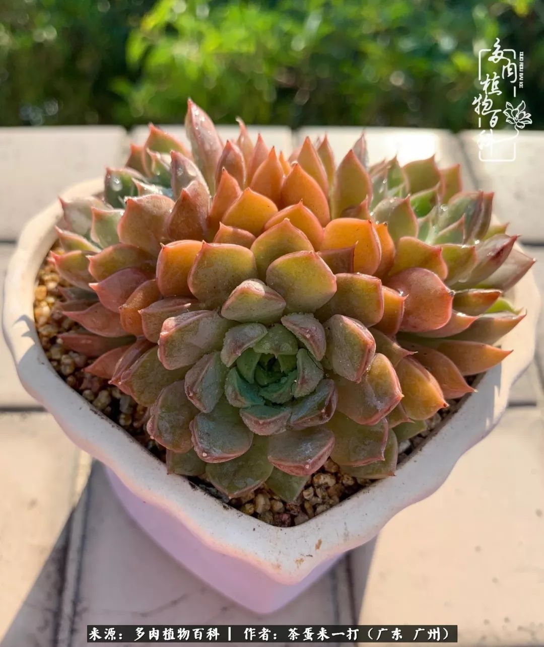 在冬日阳光下，记一个多肉小白的养肉历程