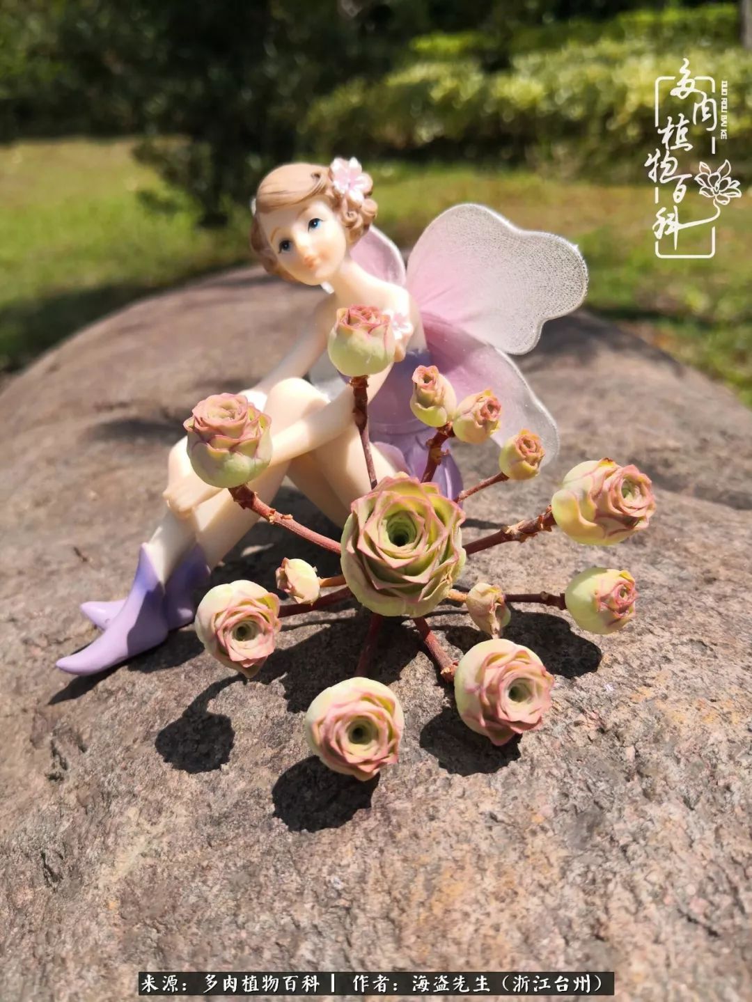 多肉玫瑰怎么才能出状态,多肉山地玫瑰唤醒方法