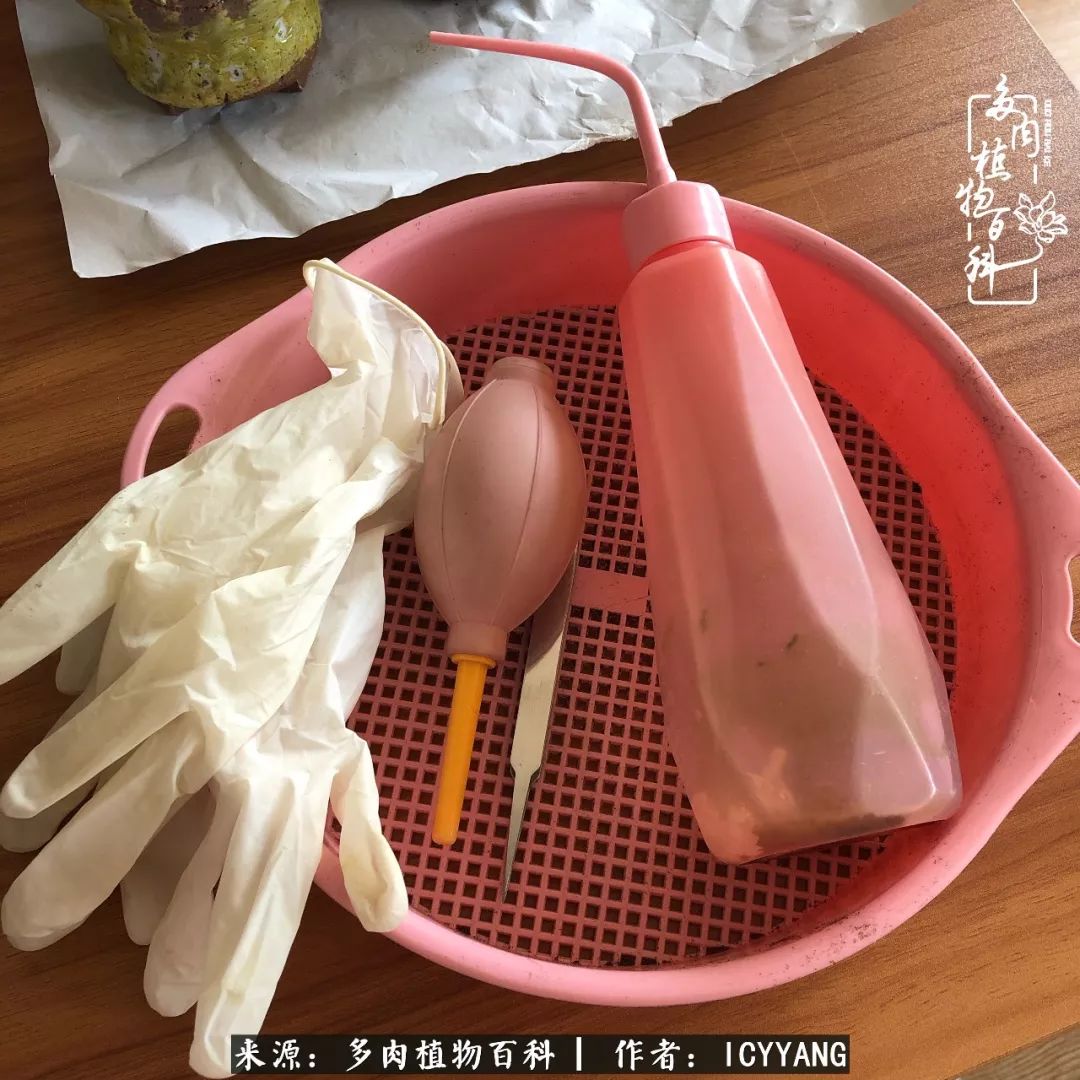 多肉隔着玻璃晒太阳效果好吗,隔着玻璃养的多肉照样长得好