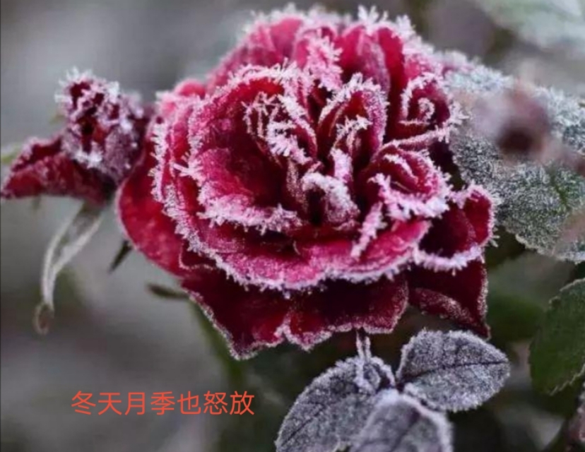 区分月季和玫瑰的正确方法,蔷薇属中的蔷薇月季玫瑰如何区别