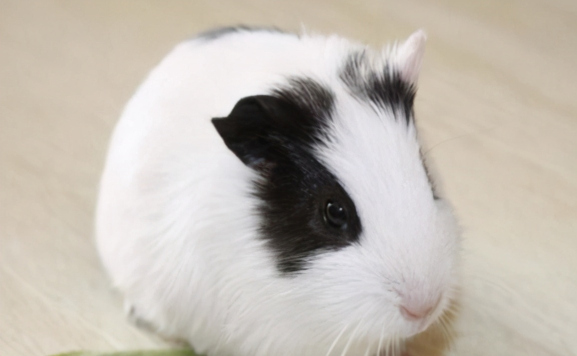 想不想养只猫,荷兰猪宠物怎么养