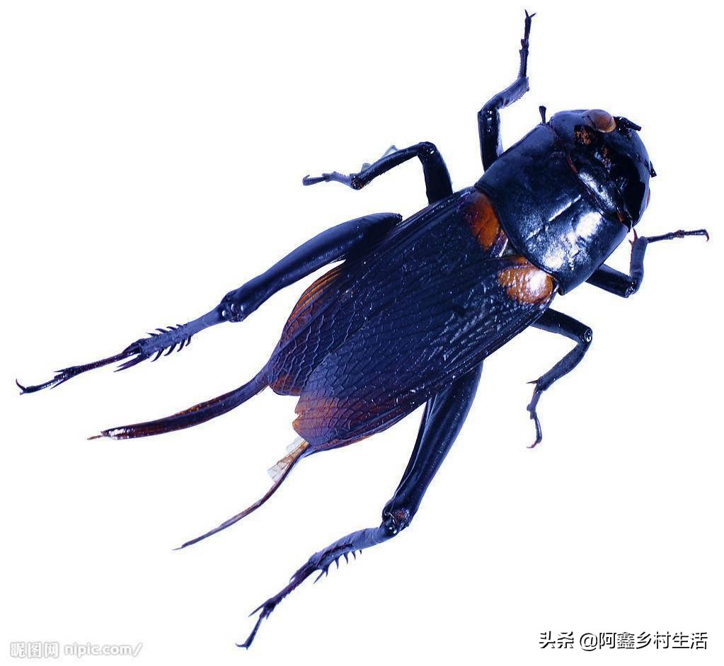 蟋蟀可以卖多少钱一只最便宜的,一个普通蟋蟀能卖多少钱