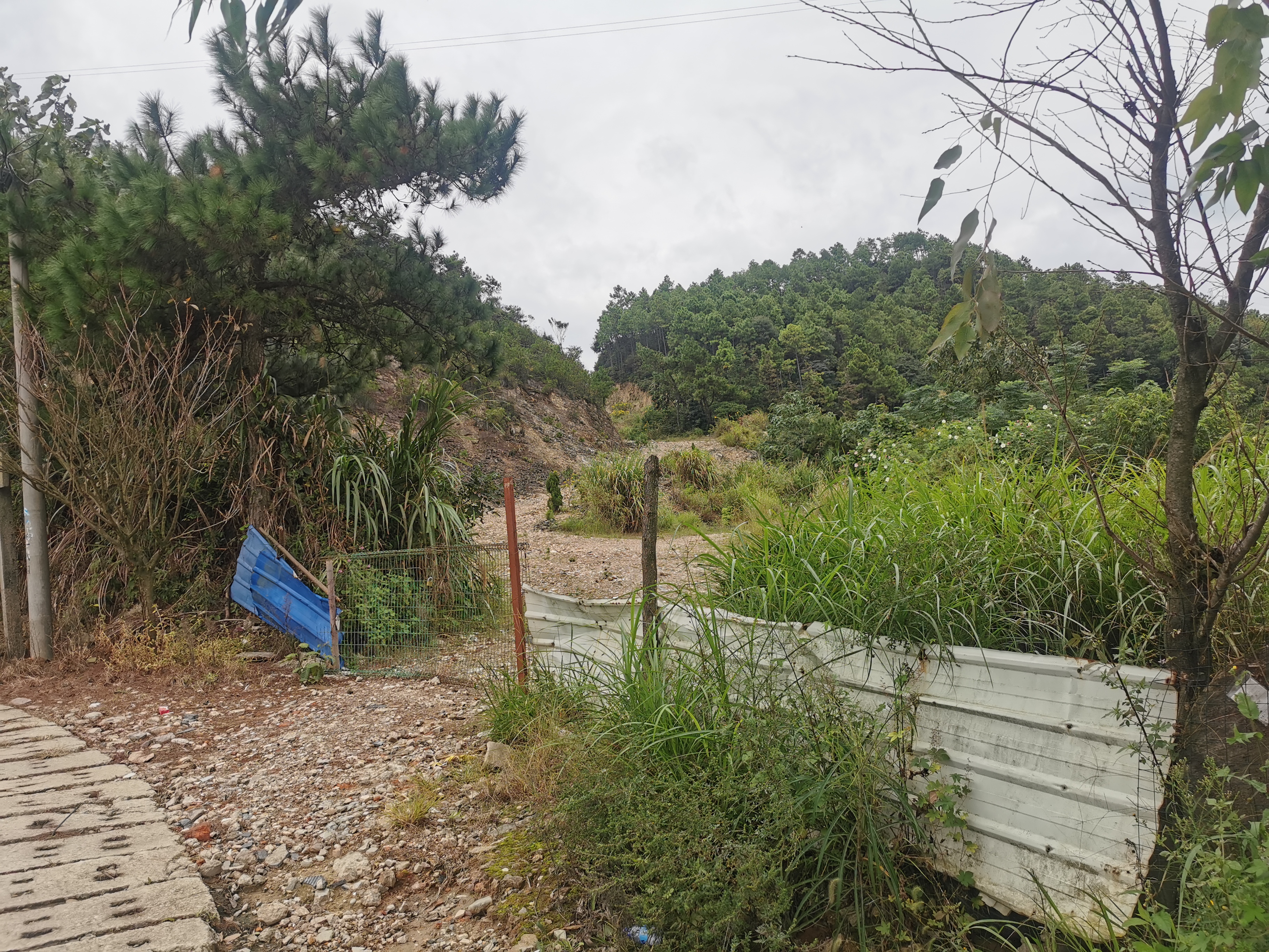 福州周边古道行之：三十六弯—恩顶—竹园岭，偶遇大野猪夹子