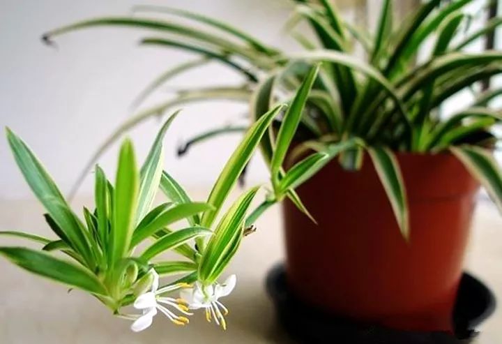 10种好养的花草,这些绿植养在家里高级又实用