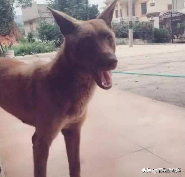 小伙花50买一条狗,男子贪图便宜便网购了一只哈士奇