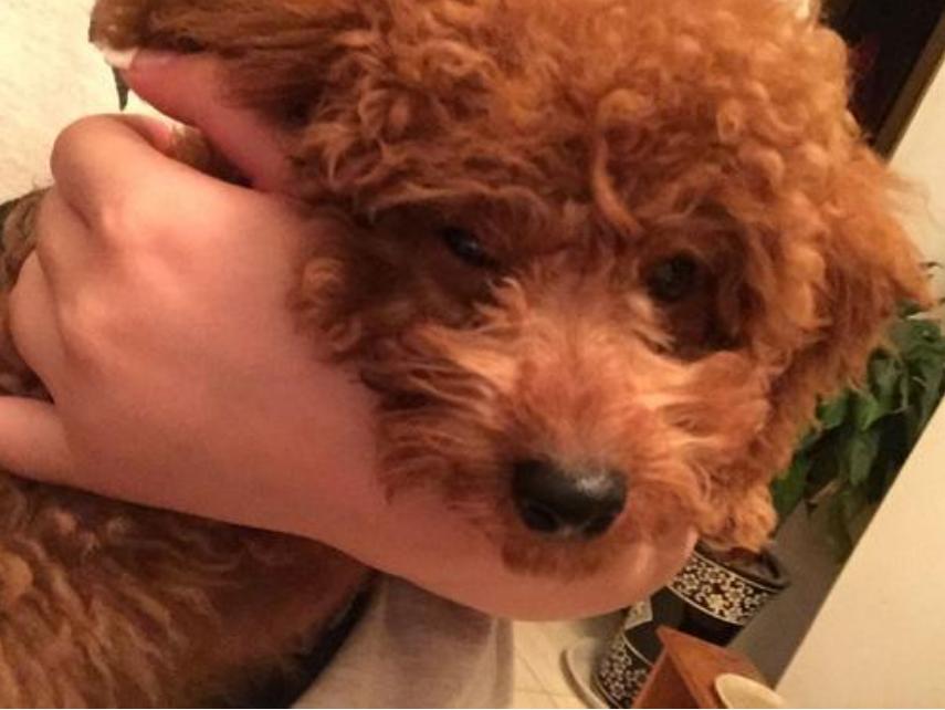 泰迪脏了是什么样子,泰迪脏