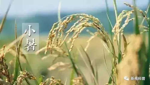 今日小暑节气祝福语,今日小暑节气的习俗