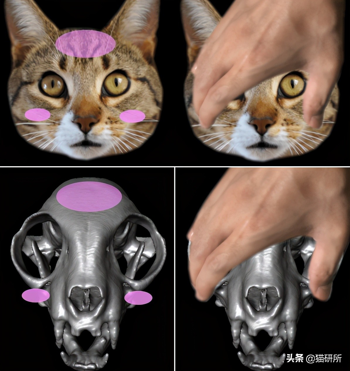 一学就会的训猫技巧,手把手教你给猫咪喂药