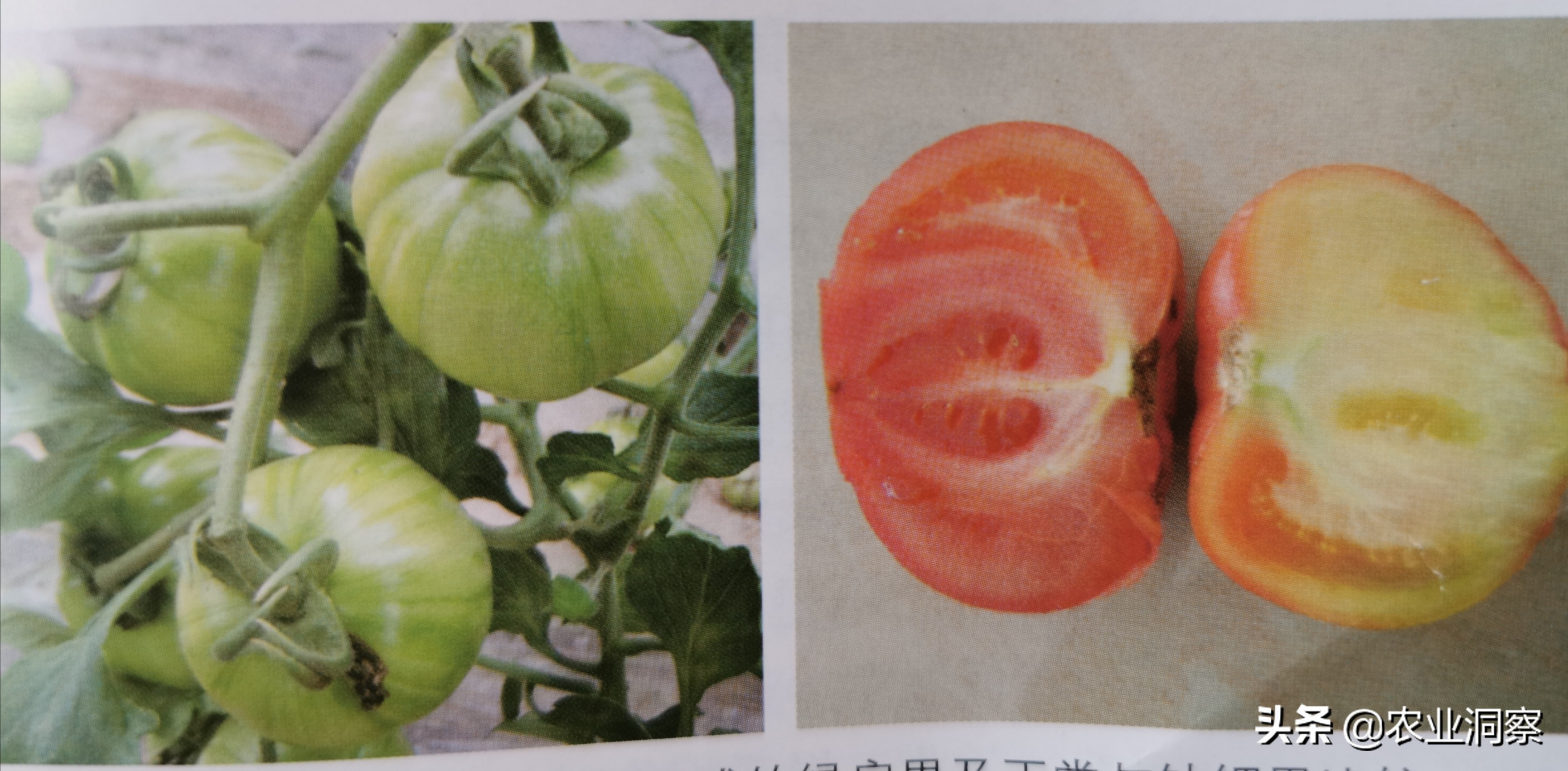 番茄缺镁是什么原因引起的,番茄缺钾是什么原因