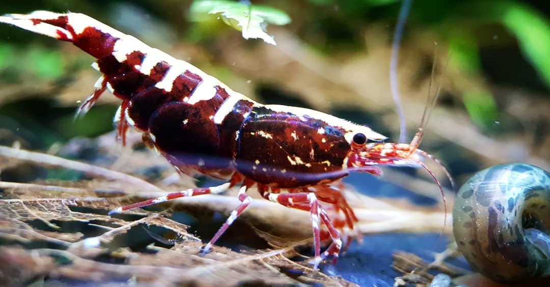 红花虎水晶虾如何养爆缸,如何让水晶虾快速繁殖