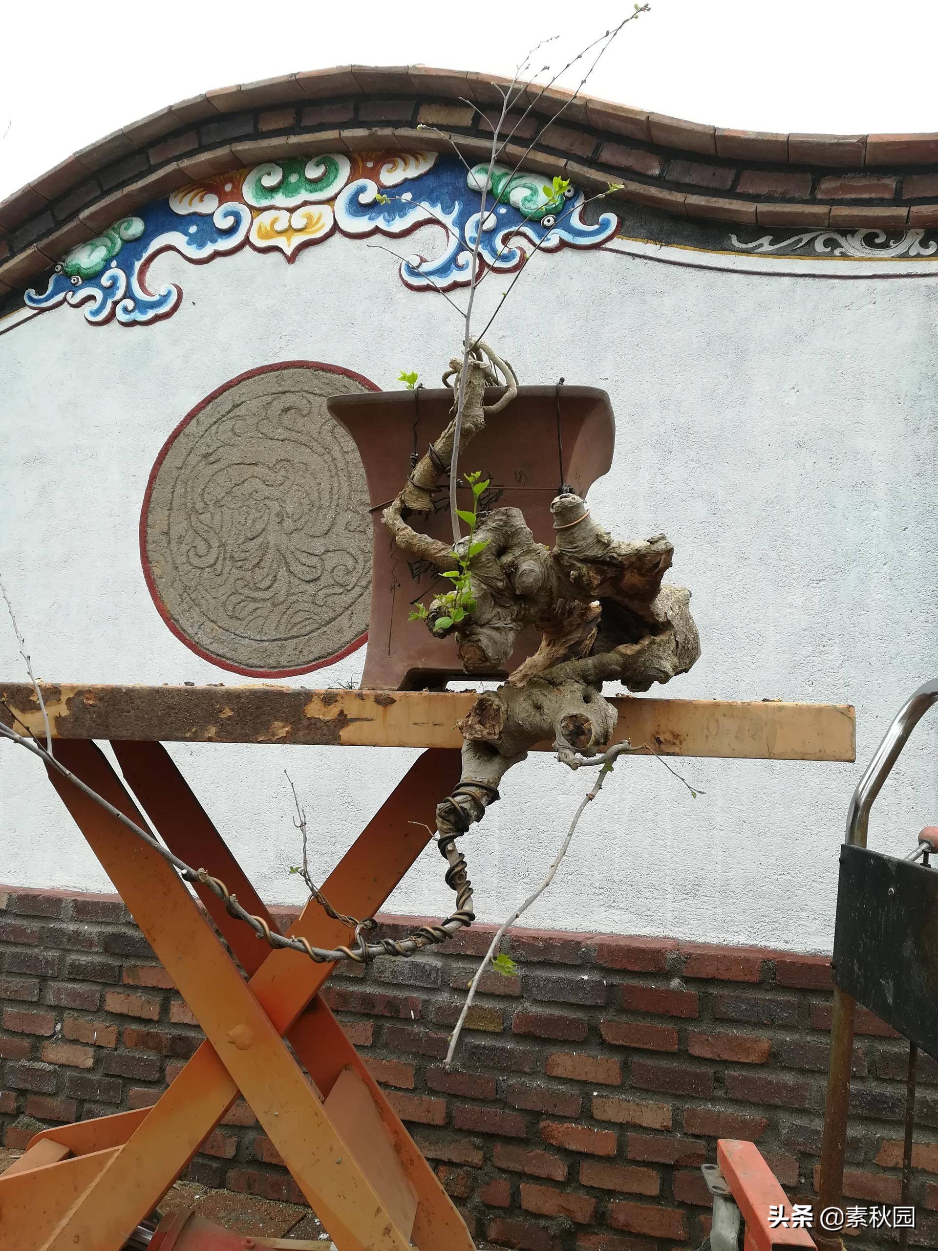 朴树盆景老桩夏季采挖与养坯,各种精品朴树盆景熟桩