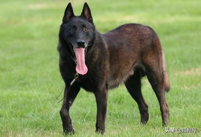 据说马犬有着悠久的历史？要如何训练它们#狗狗大明星#