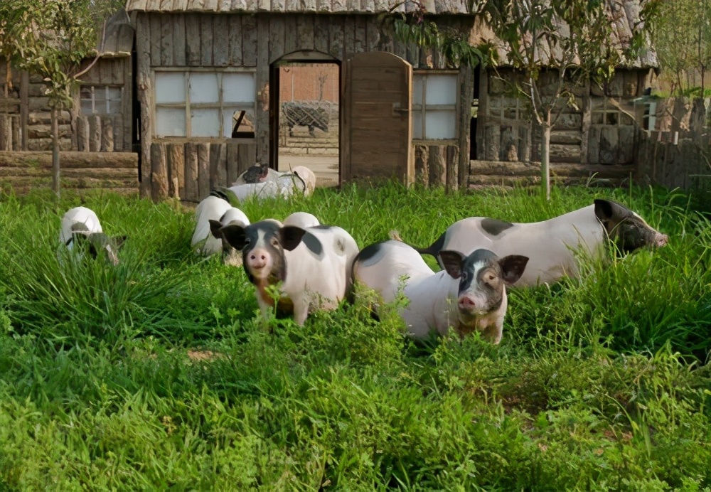 河北唐山大姐,农民养猪带领村民致富
