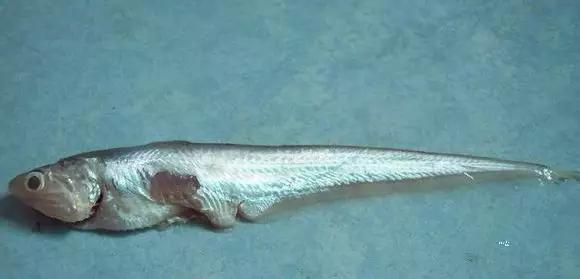 开海特价海鲜,开海的海鲜视频