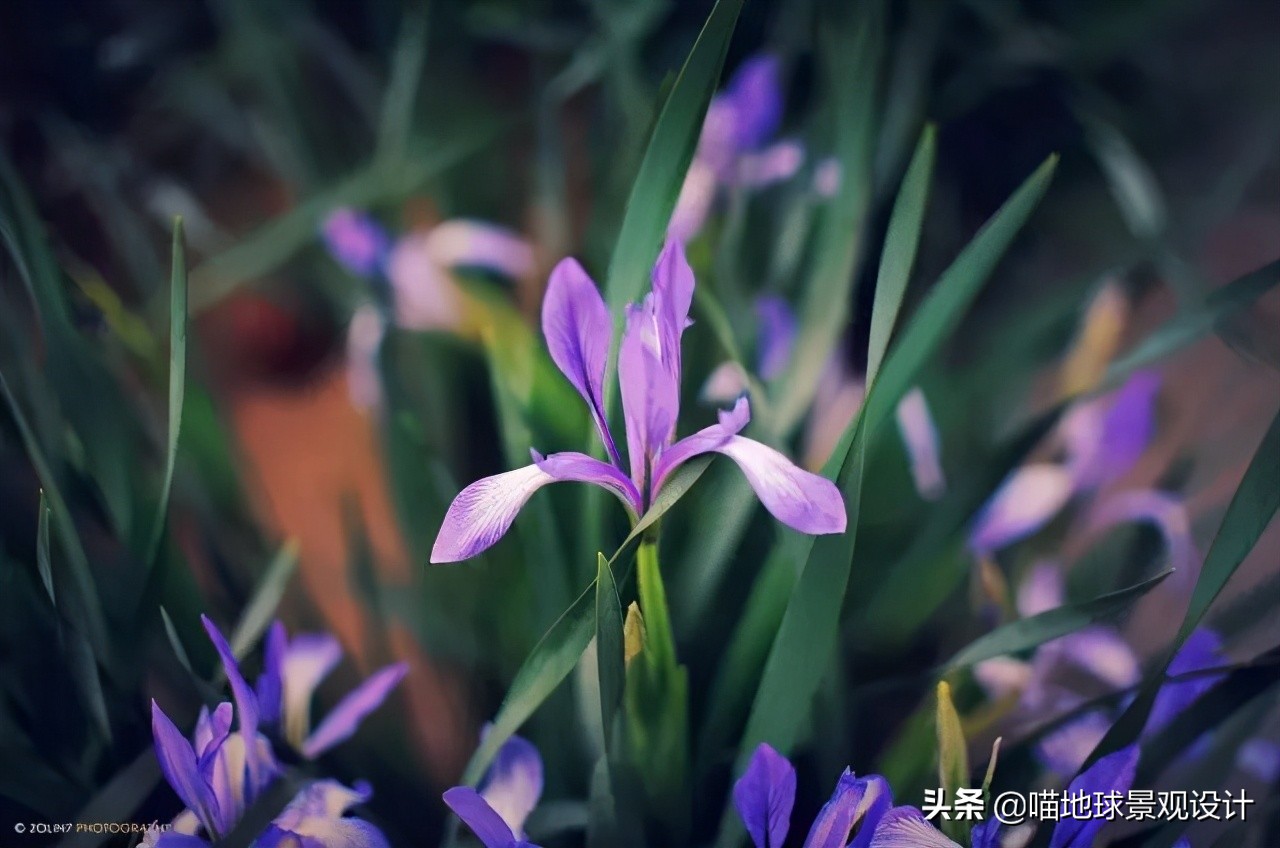 超级耐养的植物,极耐盐碱耐高温的植物