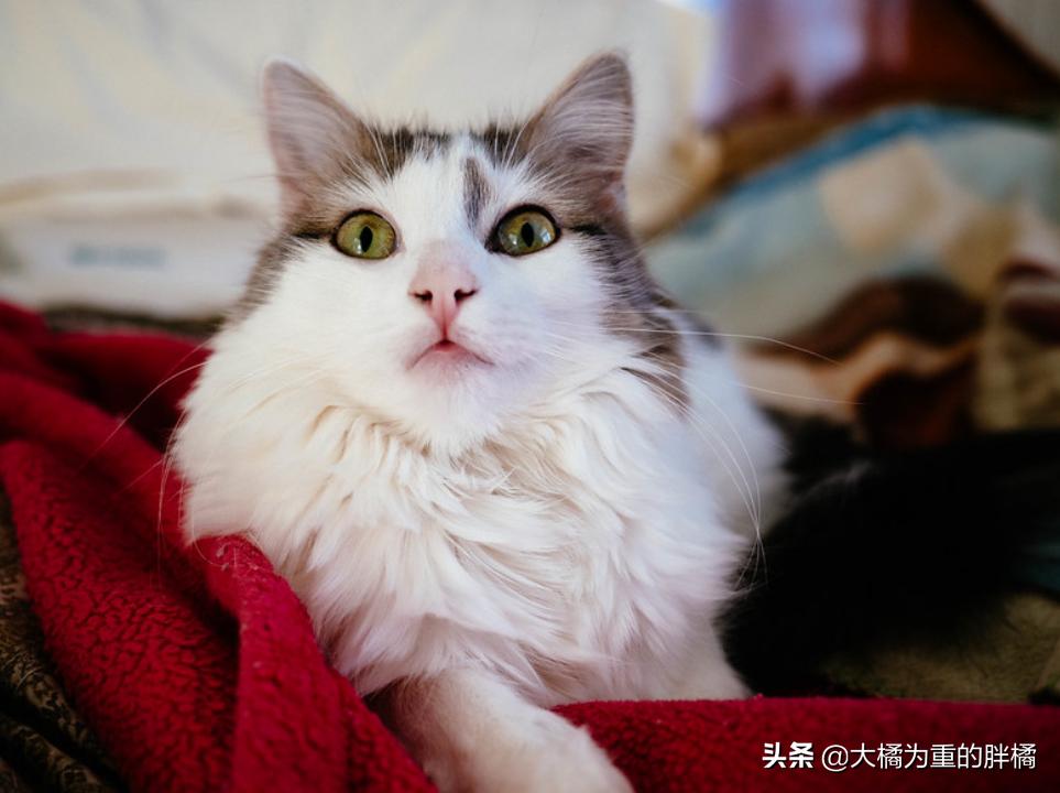 猫咪冬天要吃热的食物吗,如何解决猫咪冬季喝水问题