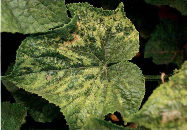 黄瓜病毒病怎么治疗最快最好,怎样防治黄瓜病毒病