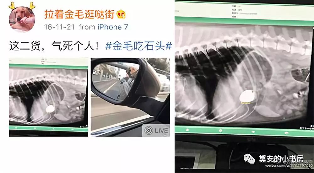 大金毛吞了一块抹布七天不吃东西,金毛吞了一个塑料球