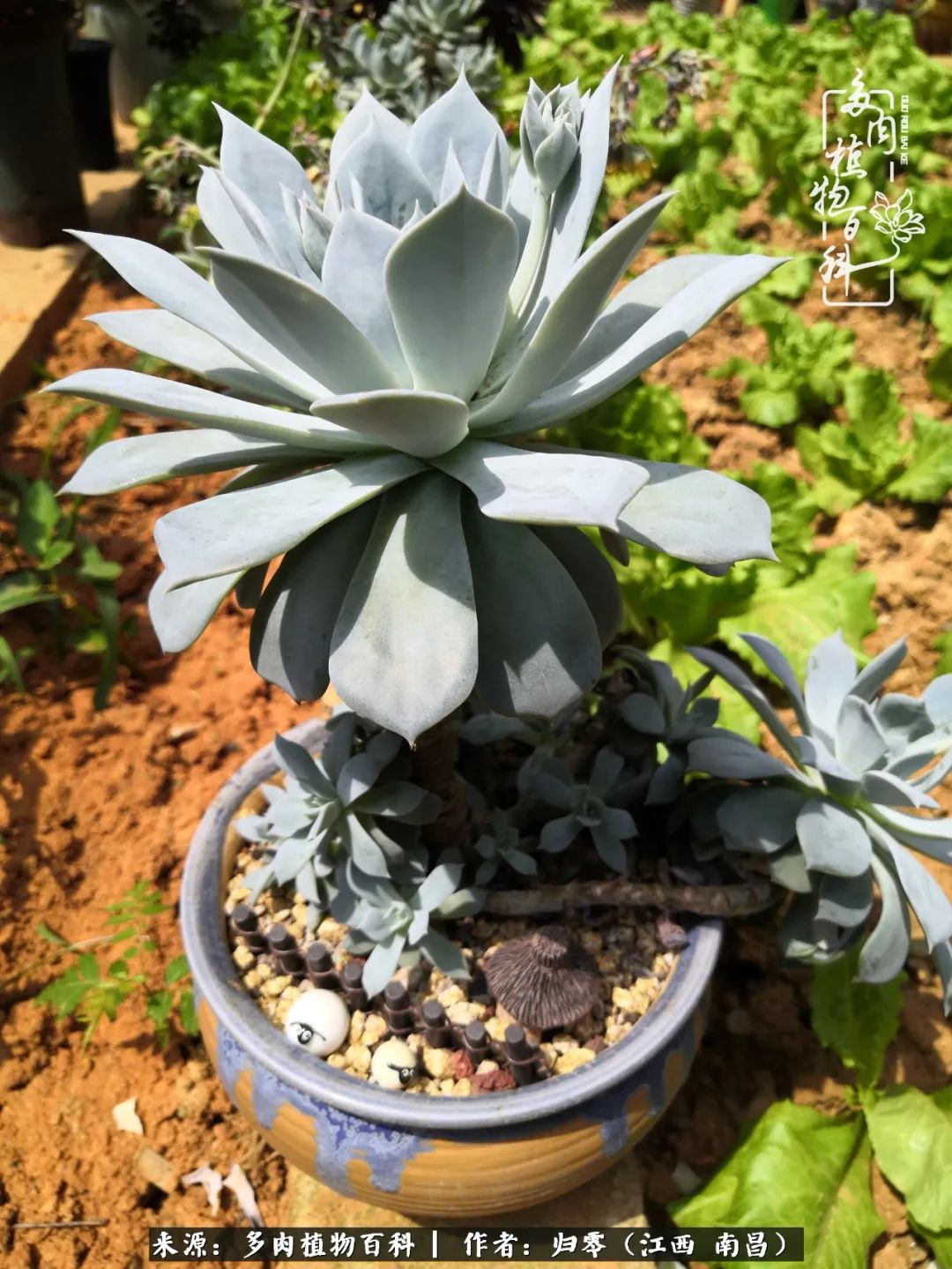 人生转个弯,在小院遇见落入凡间的多肉小精灵