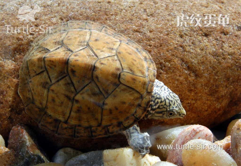 虎纹蛋龟腐皮病怎么治,虎纹麝香龟和虎纹泥龟