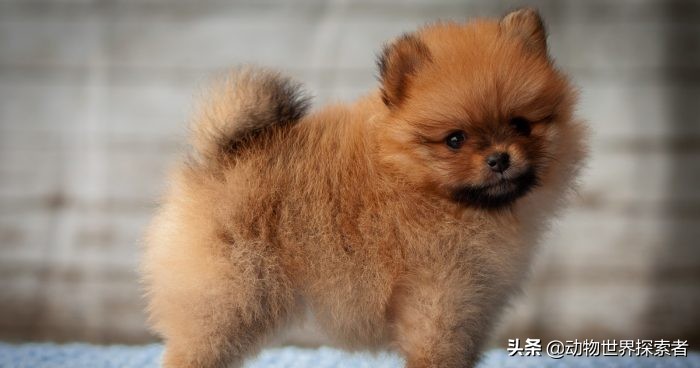 最可爱宠物狗品种名字大全,十大可爱萌宠物狗