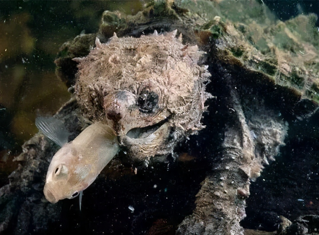 龟类纪录片,龟类图片