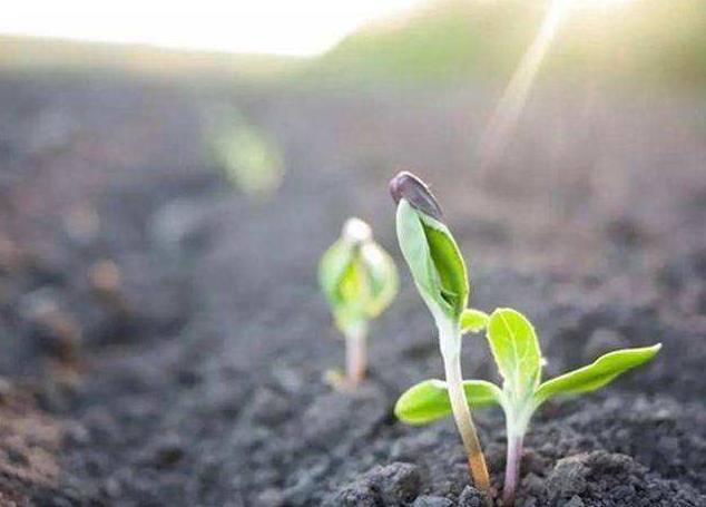 细菌病害特效药大全,防细菌病害的药剂