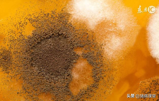 猪霉菌毒素中毒吃什么可以解毒,猪霉菌毒素中毒的防治措施有哪些