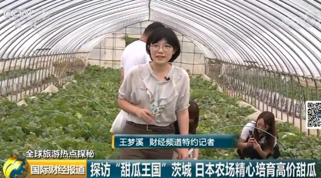 日本茨城西瓜,日本甜瓜价格表