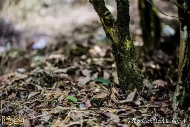 武夷水仙素心,武夷岩茶水仙系